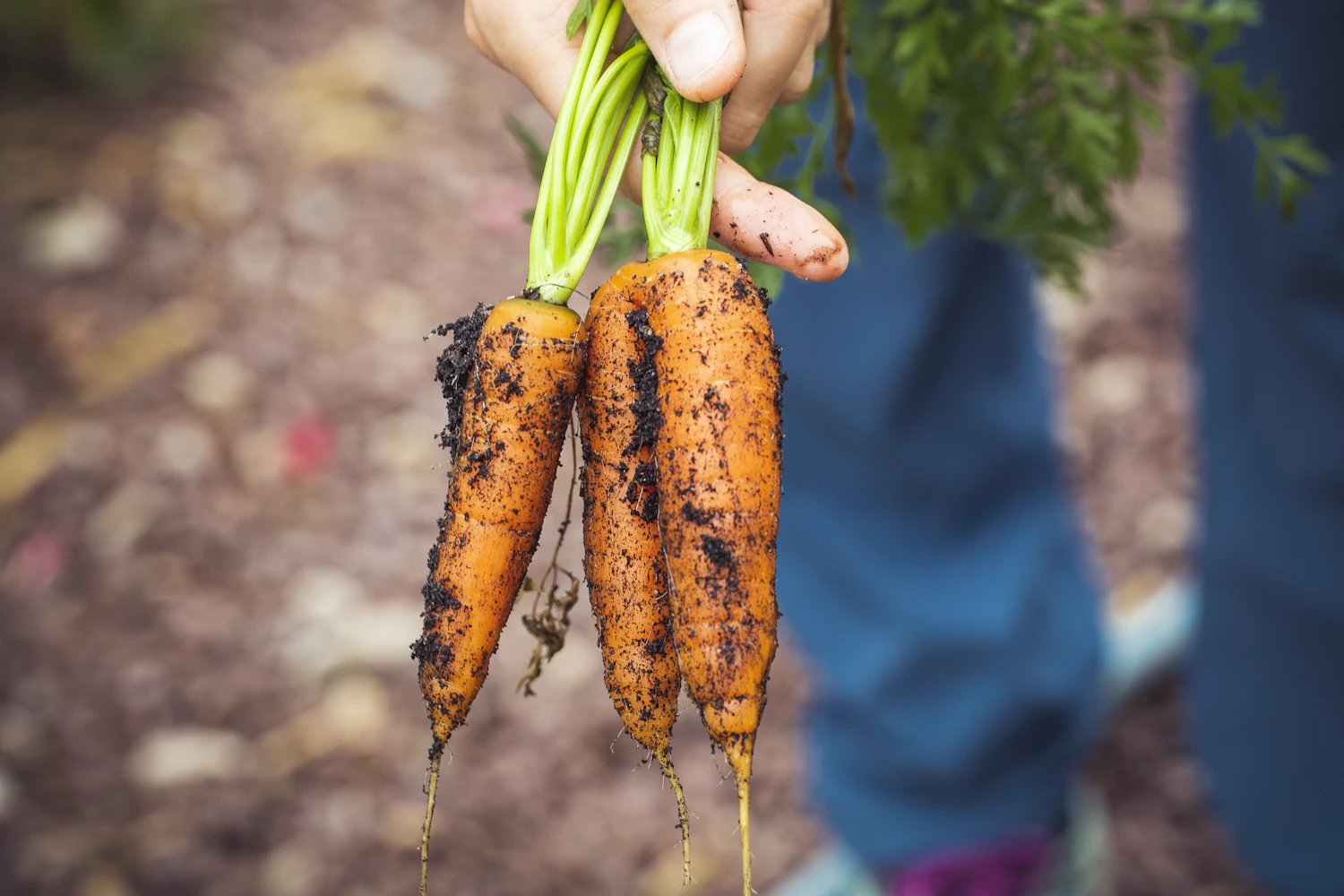 A gardener holding freshly harvested carrots from a raised bed