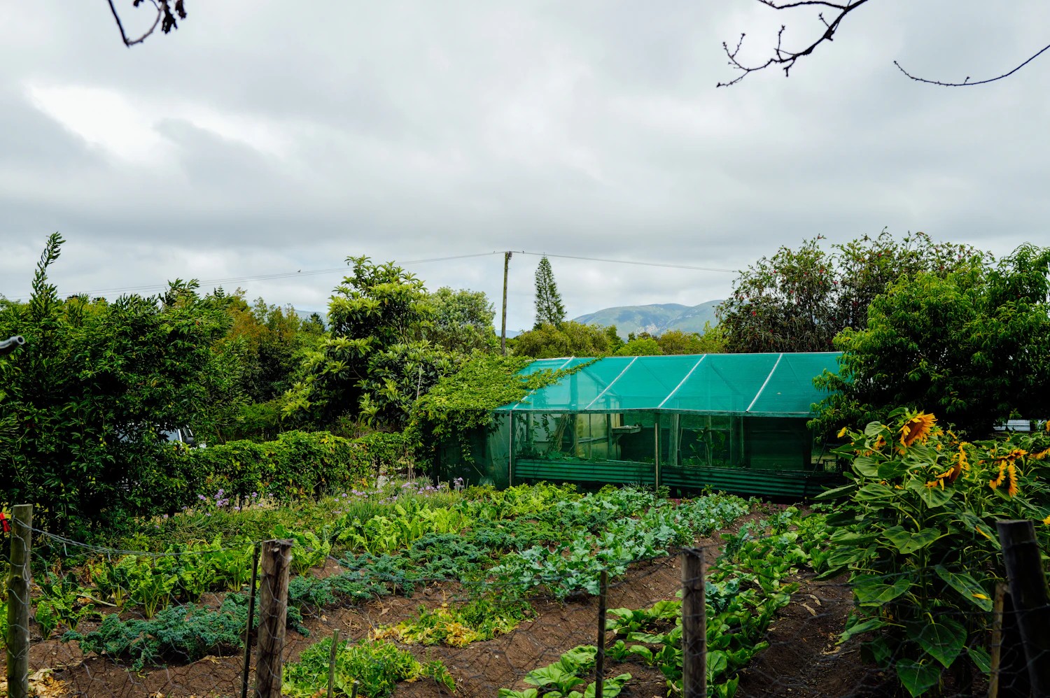 Lush vegetable beds and a greenhouse in a productive garden