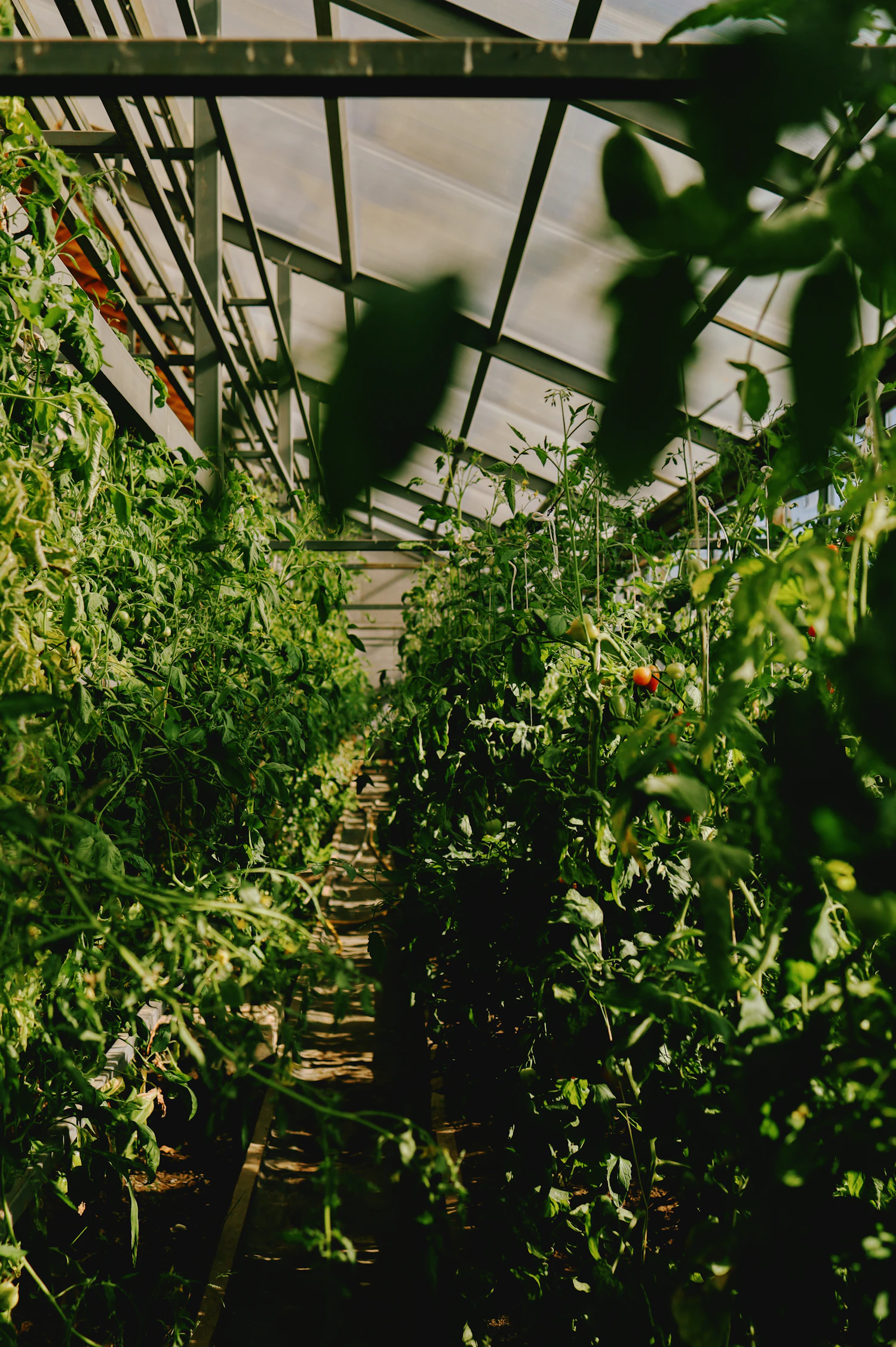 Tomato plants growing under cover in a greenhouse